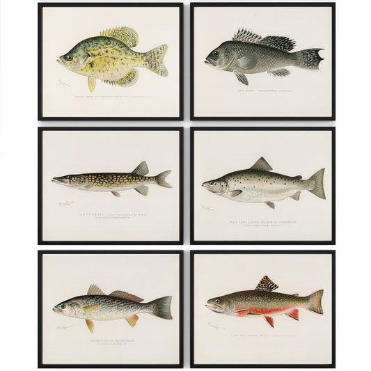 Vintage Fish Wall Art Prints (Set of 6) - Unframed - 8x10s | Fishing Décor | Vintage Decor | Kitchen Wall Art | Kitchen Wall Decor